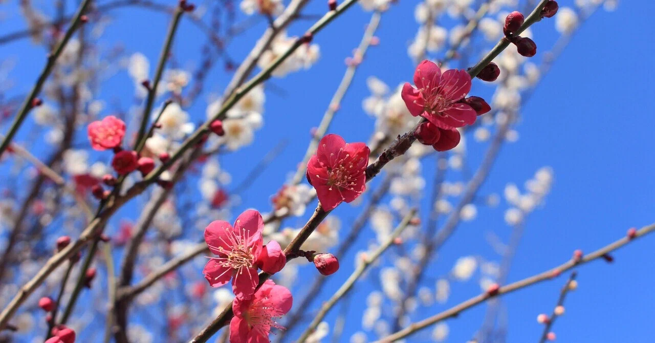 1月の代表花「梅」―― まだ春ではない季節に、なぜ梅は咲くのか｜花と