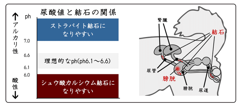 犬の尿路結石に良くない野菜とは 食べちゃいけないおやつや食べ物について 犬の餌情報局 Note