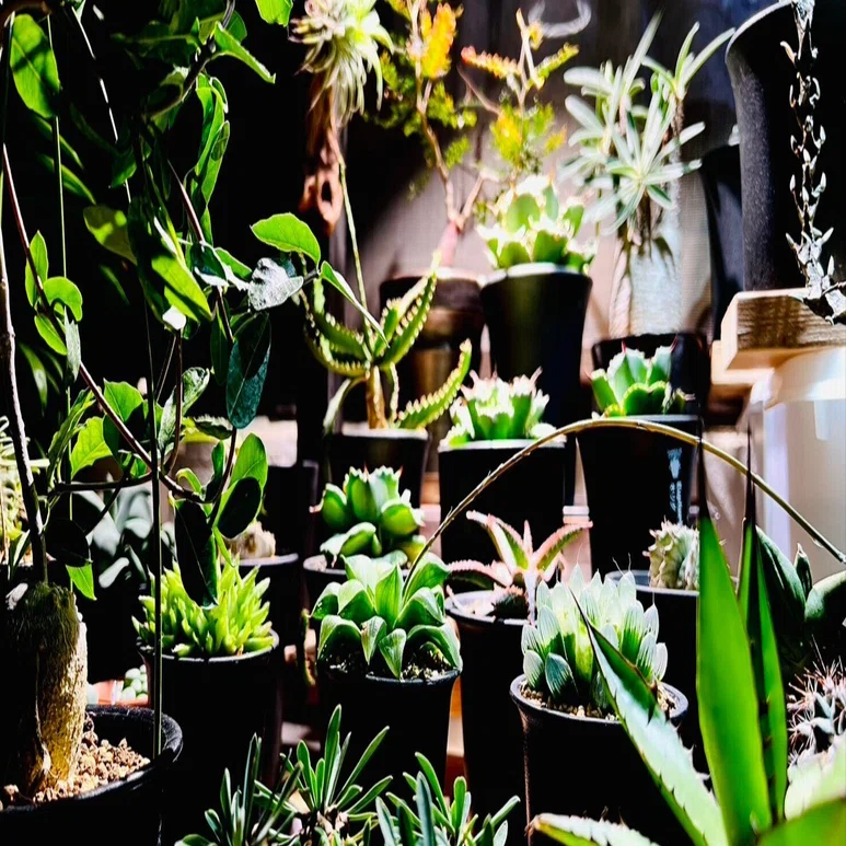 植物の雑記～ガジュマル編～｜髙野F