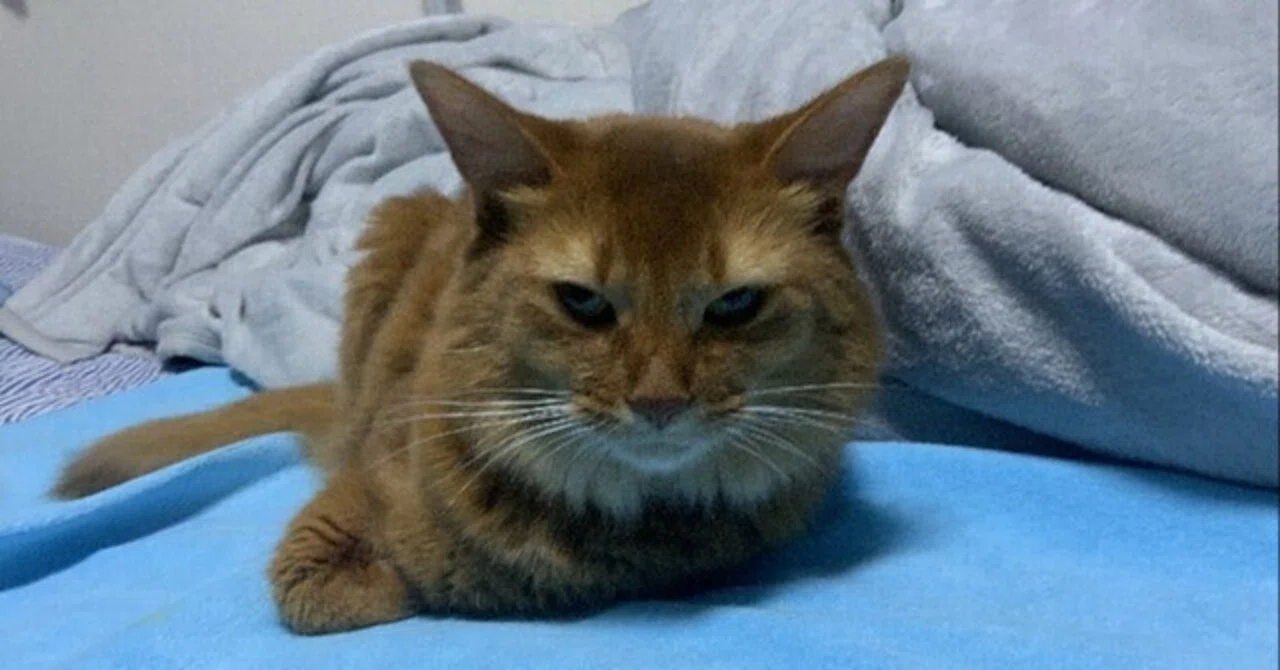 猫ですニャー(09)|チャイナ零弌