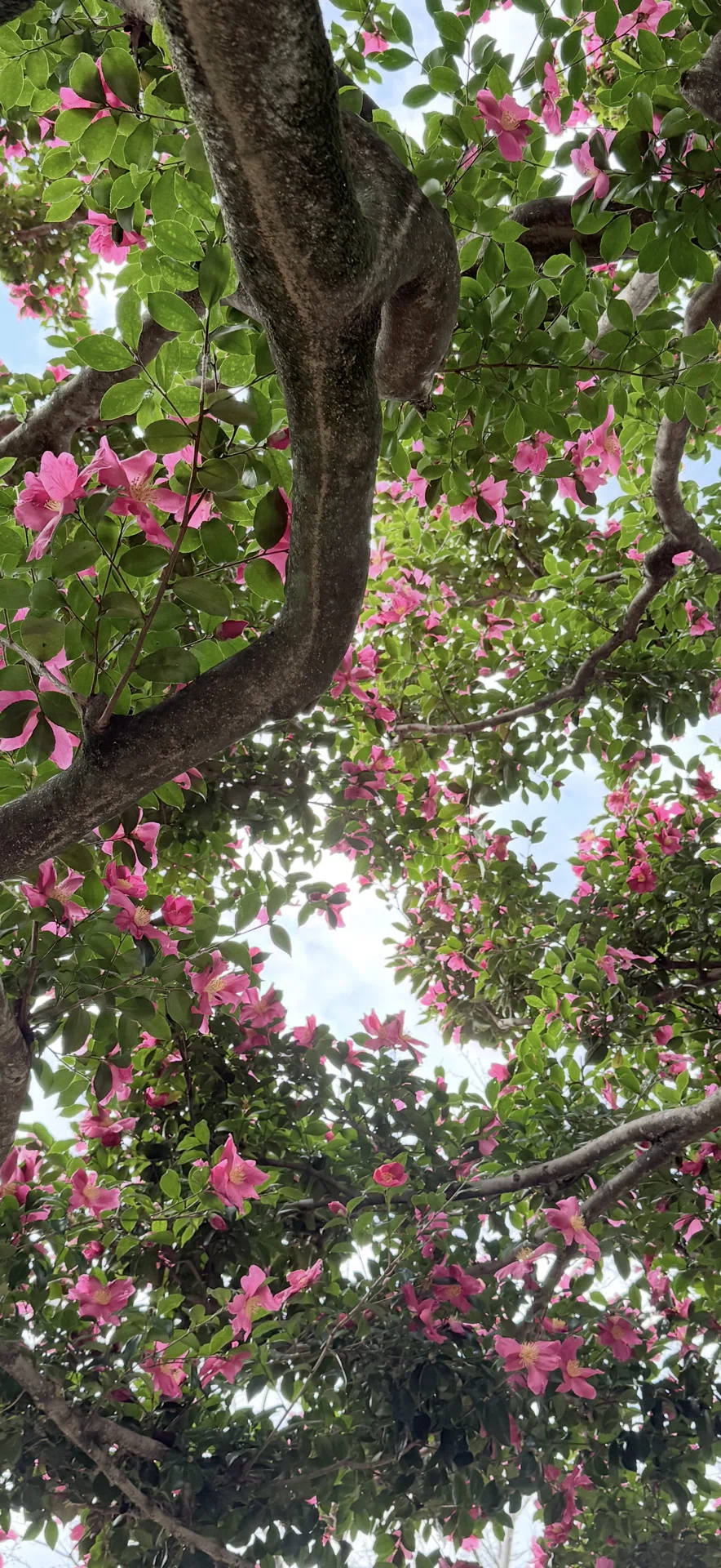 サザンカ ベンチより 天仰ぎみる 山茶花や｜EGGSEED