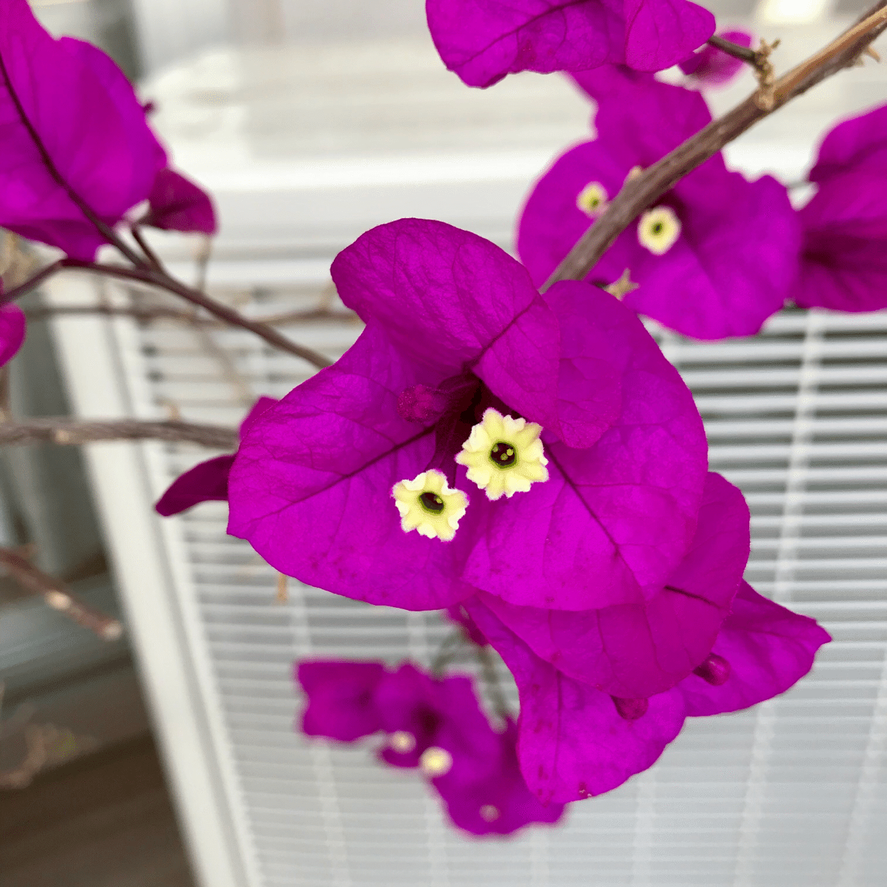 綺麗な白い花 なつき Note 綺麗な白い花 なつき Note
