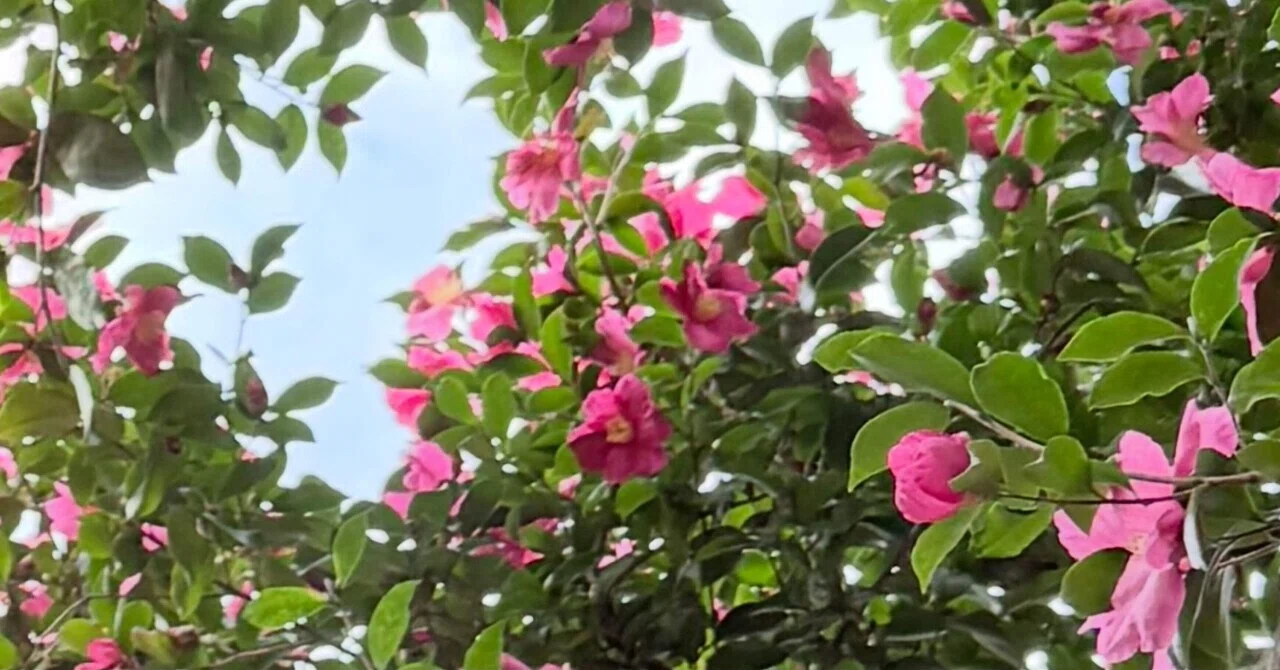 サザンカ ベンチより 天仰ぎみる 山茶花や｜EGGSEED