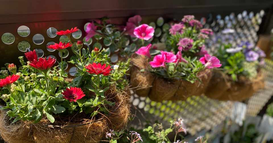 ベランダ初夏の花たち 今勇気を持って切り戻し しなきゃ 国吉純 Note