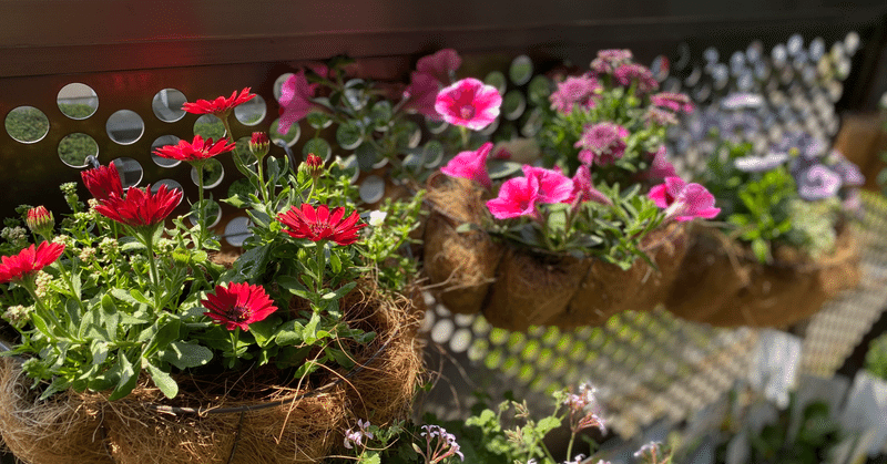 ベランダ初夏の花たち。今勇気を持って切り戻し！しなきゃ、、