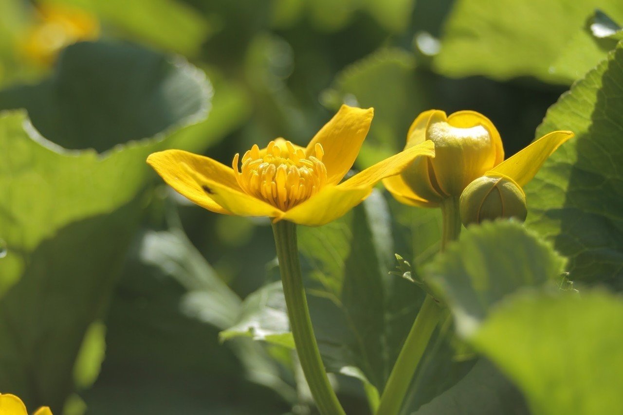 やちぶき ヤチブキ 食べ方 Savejpgazo