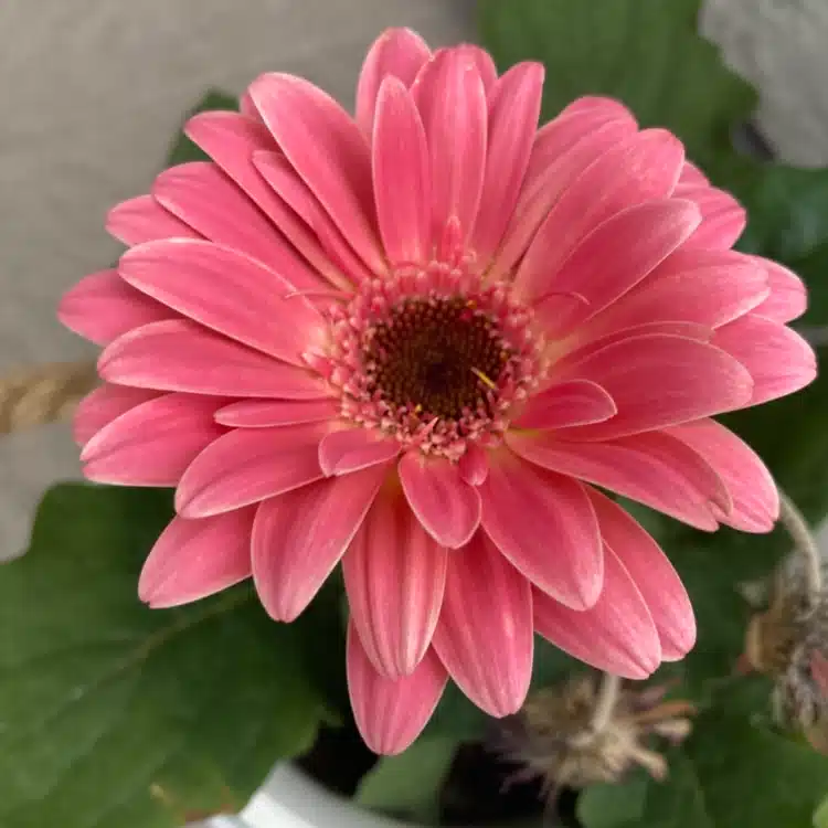 みずほ🌷