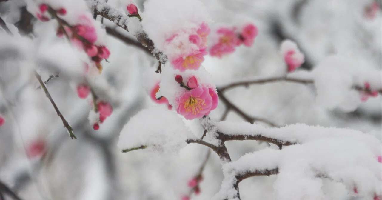 読書感想文〜雪のなまえ|matsu373