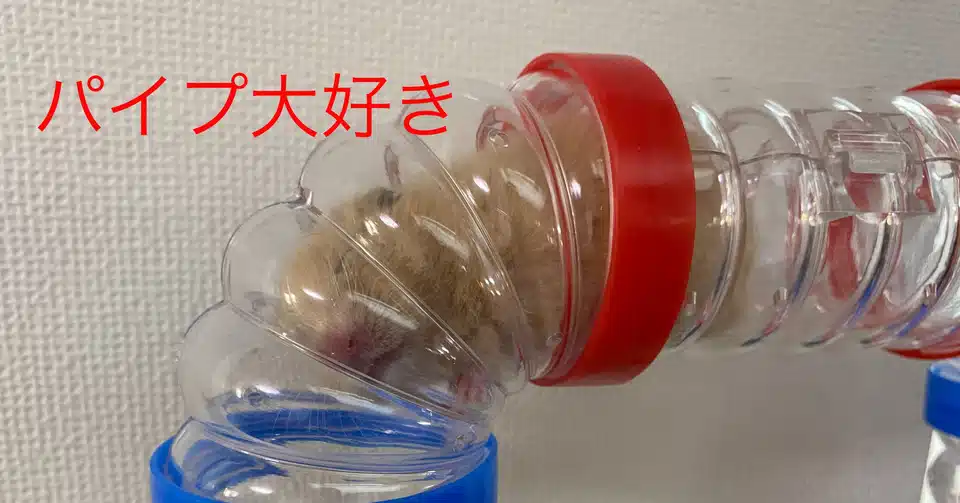 ハムスター飼育日記6日目 2020 5 1 サトウショウヘイ Note
