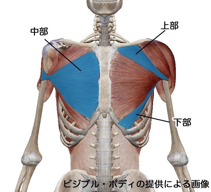 ダンベルとベンチ台のみでできるかっこいい胸板の作り方 大胸筋の基本種目と初心者向けメニュー解説 せいや アラサー筋トレチャンネル Note ダンベルとベンチ台のみでできるかっこいい胸板の作り方 大胸筋の基本種目と初心者向けメニュー解説 せいや アラサー筋トレチャンネル Note