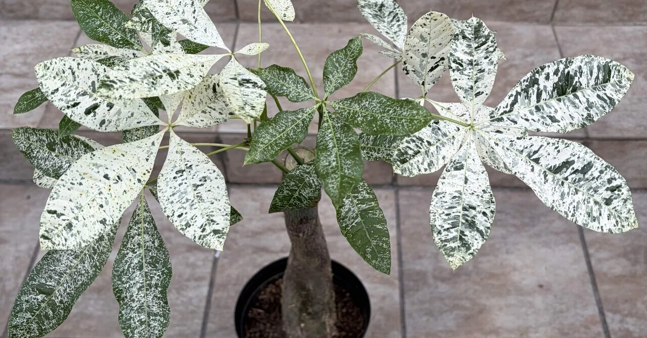 花屋店員の植物紹介】パキラ ミルキーウェイ｜僕の日記 | みっちー