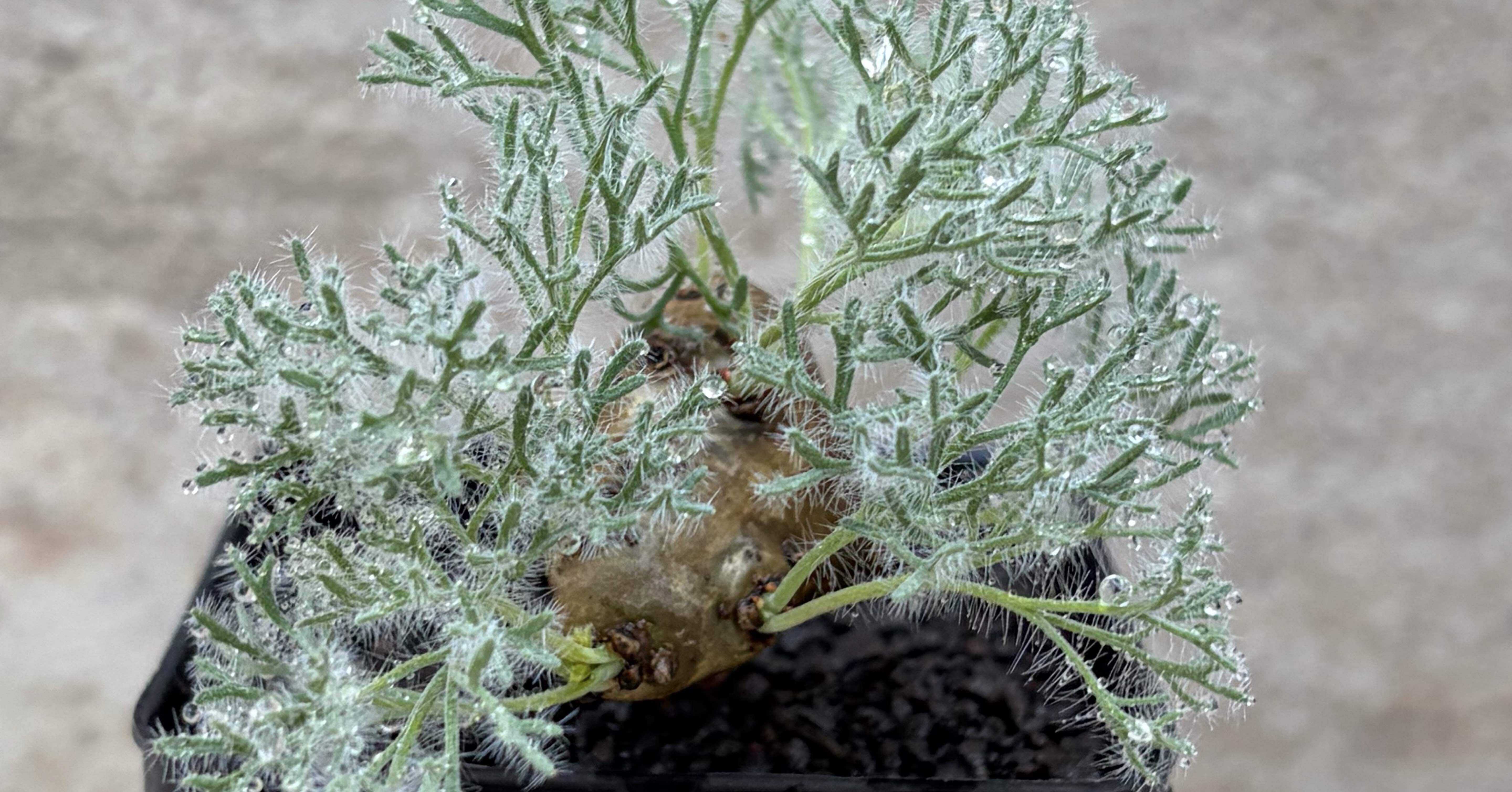 花屋店員の植物紹介】モンソニア ムルチフィダ｜僕の日記 ｜ みっちー