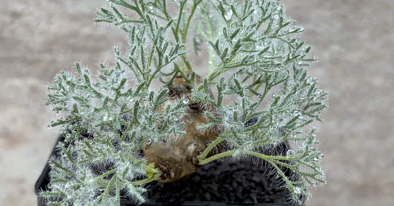 花屋店員の植物紹介】モンソニア ムルチフィダ｜Botanical Hub Ichika
