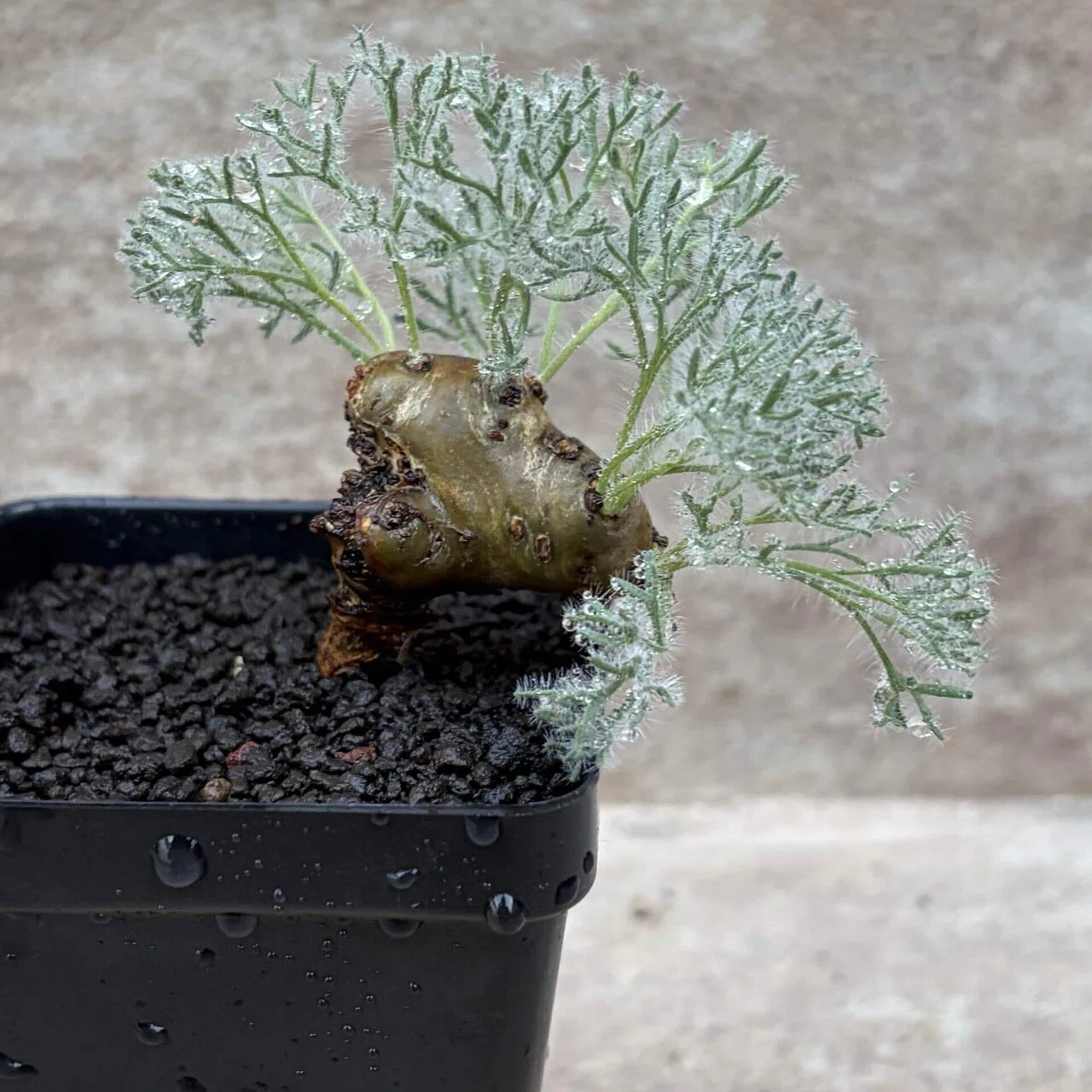 花屋店員の植物紹介】モンソニア ムルチフィダ｜Botanical Hub Ichika