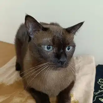 バンコクで保護猫と暮らす丨Yoko