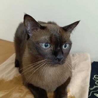 バンコクで保護猫と暮らす丨Yoko