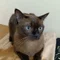 バンコクで保護猫と暮らす丨Yoko