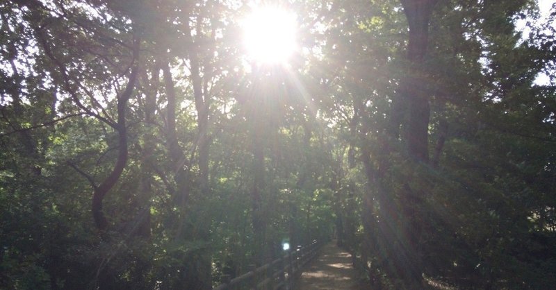 木漏れ日の光言葉 東雲そら Note