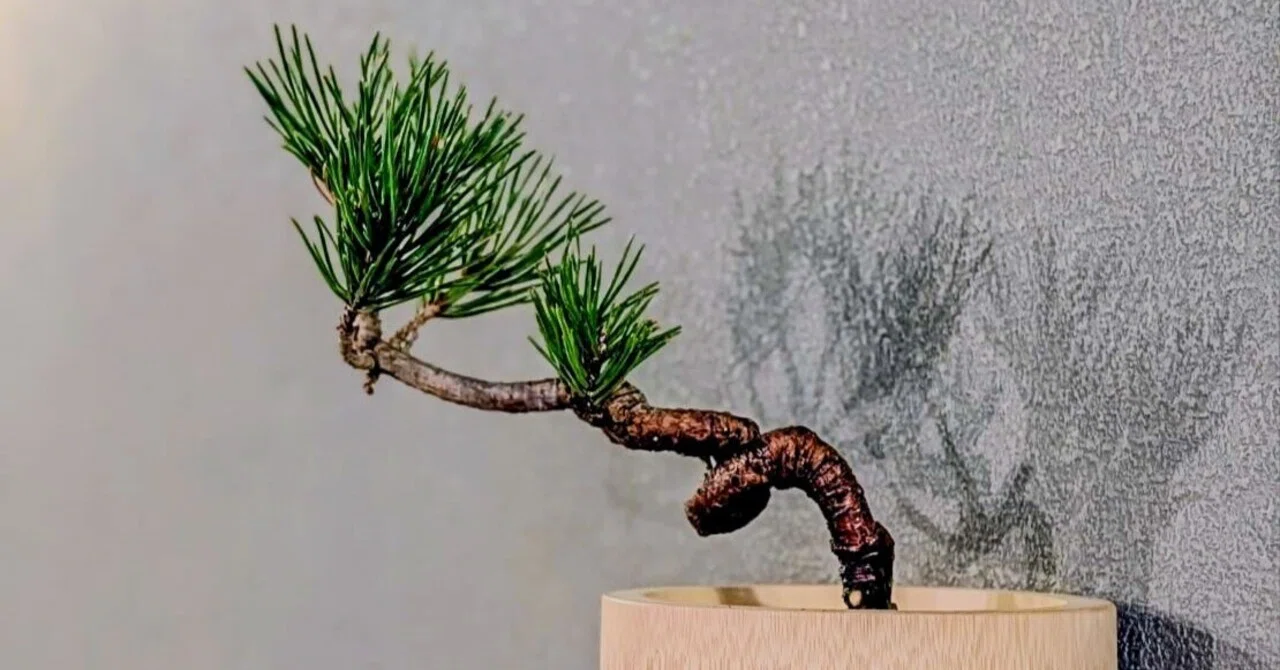 クロマツ（黒松）｜Garden archive
