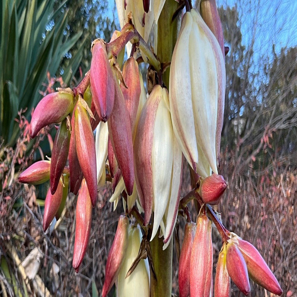 アツバキミガヨランの冬：2026年2月6日（金）｜藤井秀昭（『京都居候