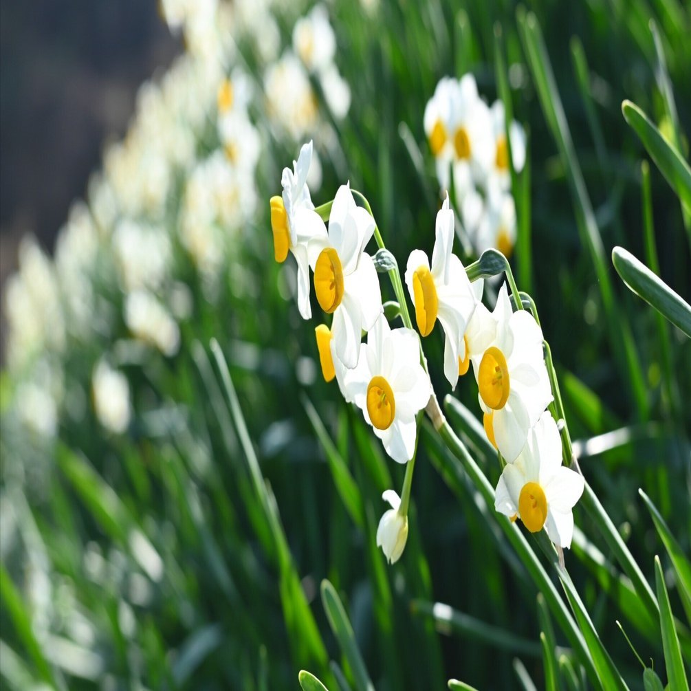 水仙を見に行って水仙の絵を描いて水仙の詩を嗜む☺️｜内藤てんちょー