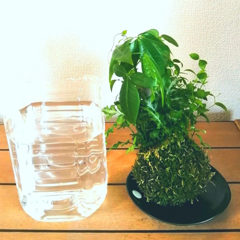 苔玉の繁栄 インテリアとしての苔玉 Hataori Note