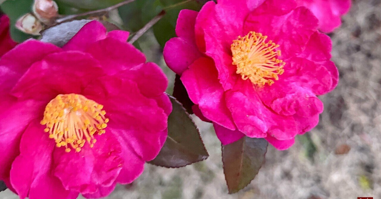 雪椿と冬の光｜Aire Gentil Aire88 (asa-mac)