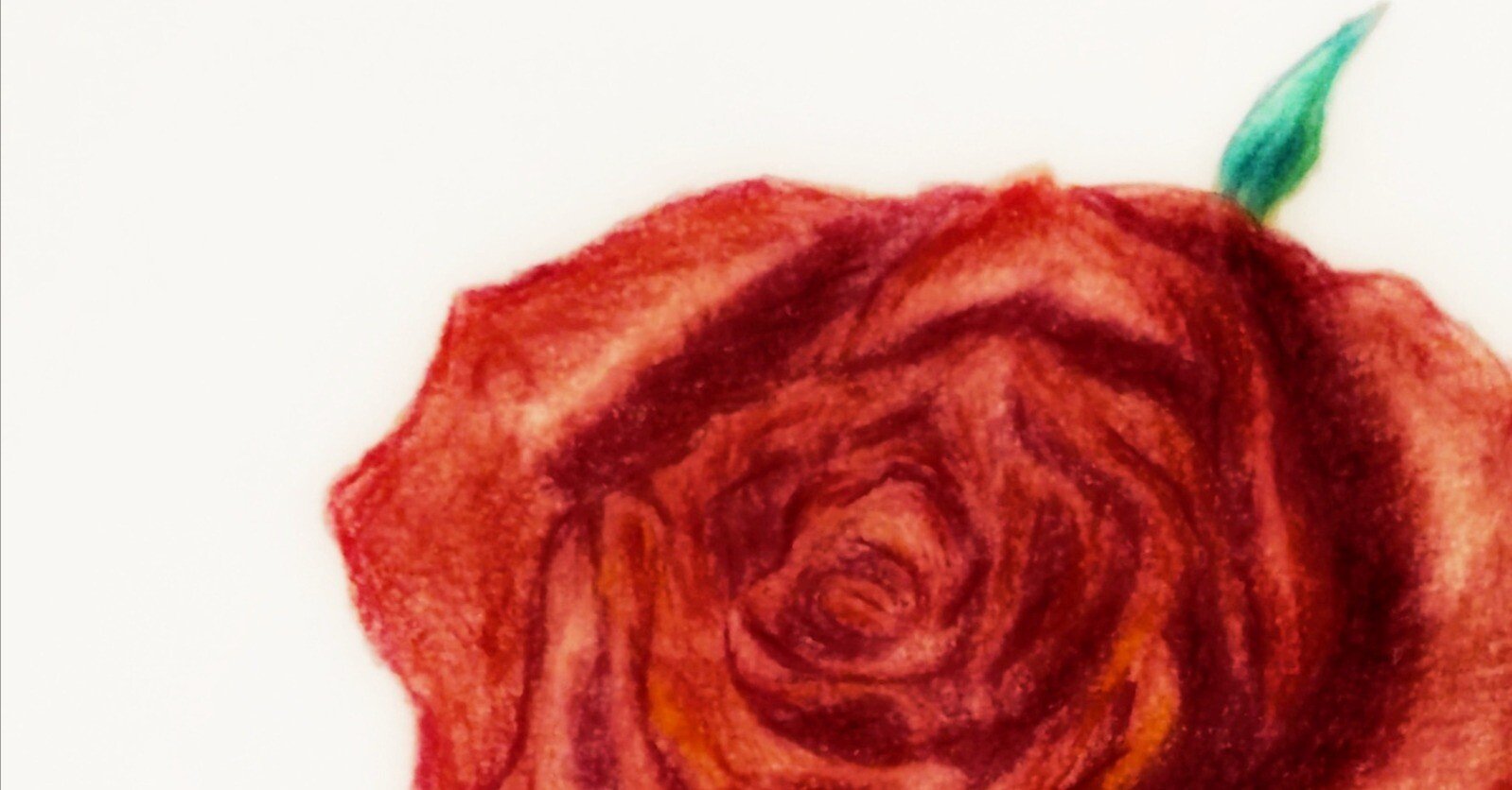 色鉛筆画「薔薇」｜めっこ
