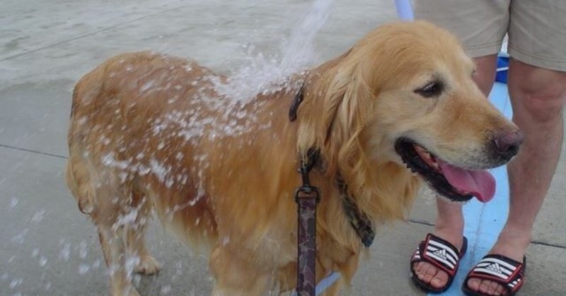 ひぐらし引きこもり日記15　犬と猫