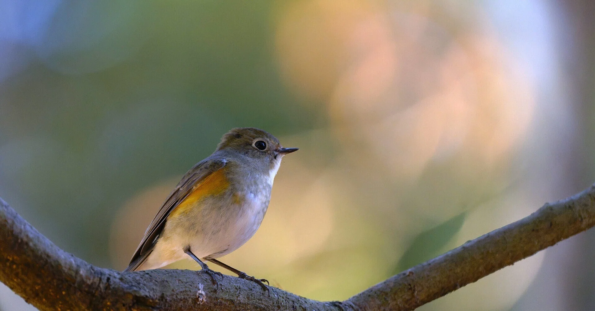 野鳥が好きです!#216「ルリビタキの表情♫」｜take 🎸全ての人が自由に