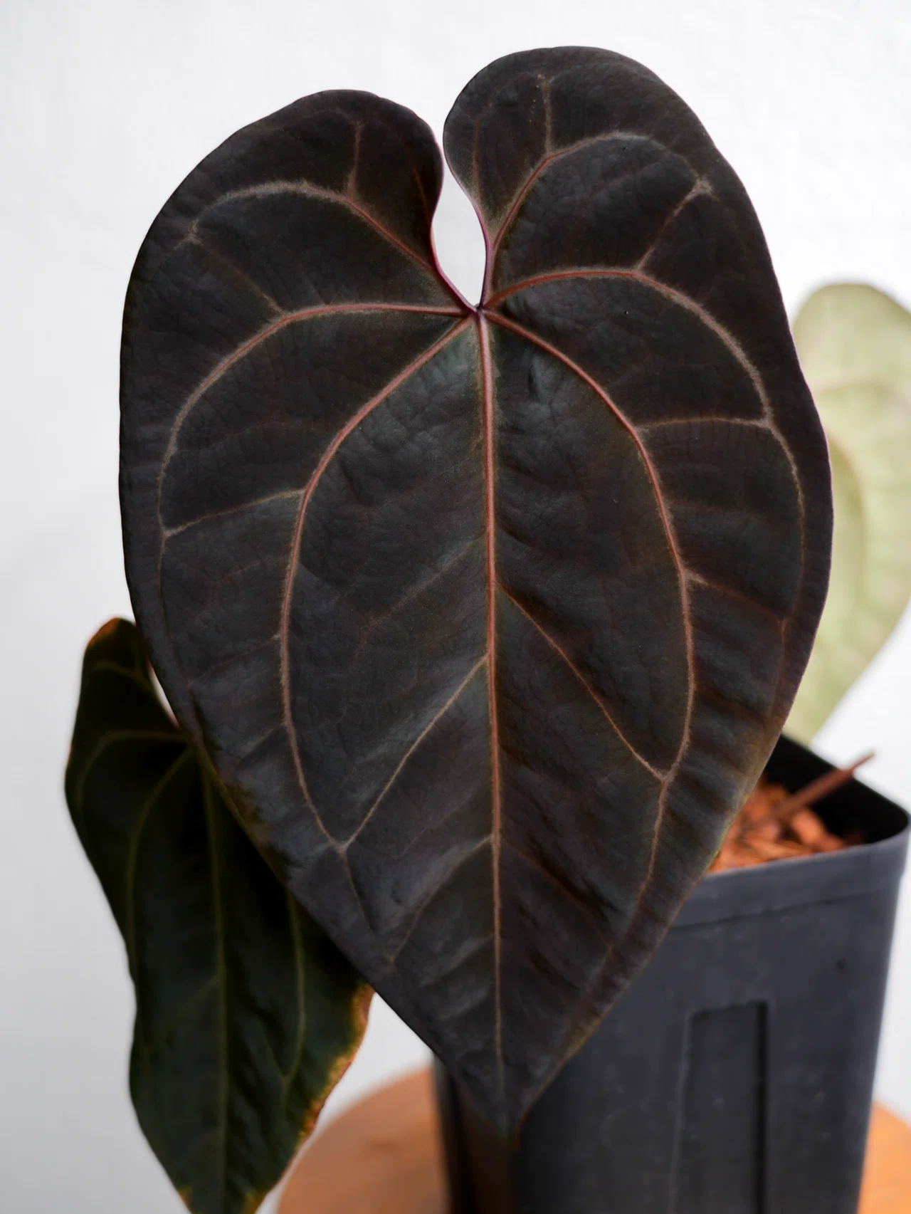 アンスリウム クライン（）美株 新葉あり ベルベット系 観葉植物 Auction アンスリウムAnthurium Introduction クラインNative