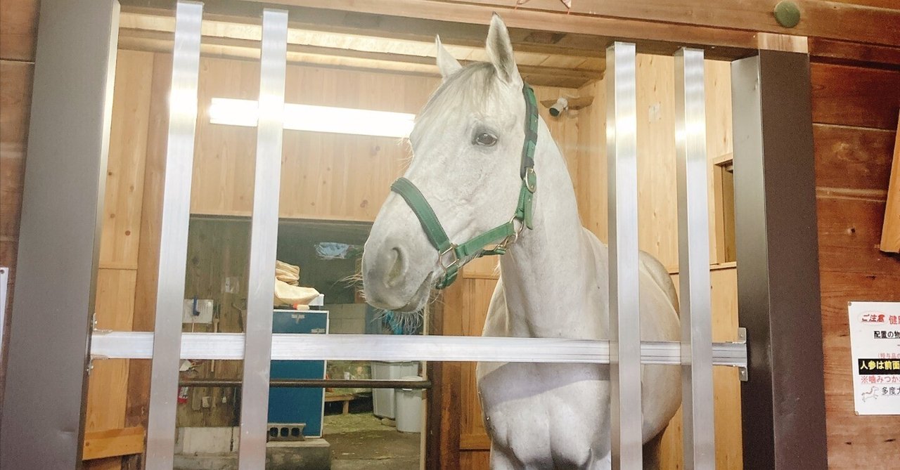 午年にぴったり⛩️【リアル白馬のいる多度大社】千木が水平の謎とは? 三重県