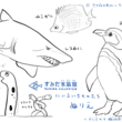 ぬりえ 京都水族館の生き物たち かわちゃん さかなのおにいさん Note