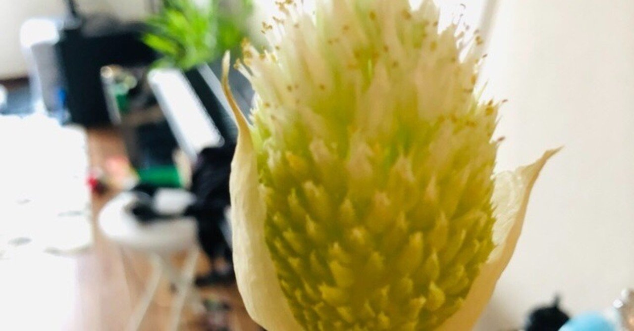 ネギの花が咲いた 5 2 日記 あ Note