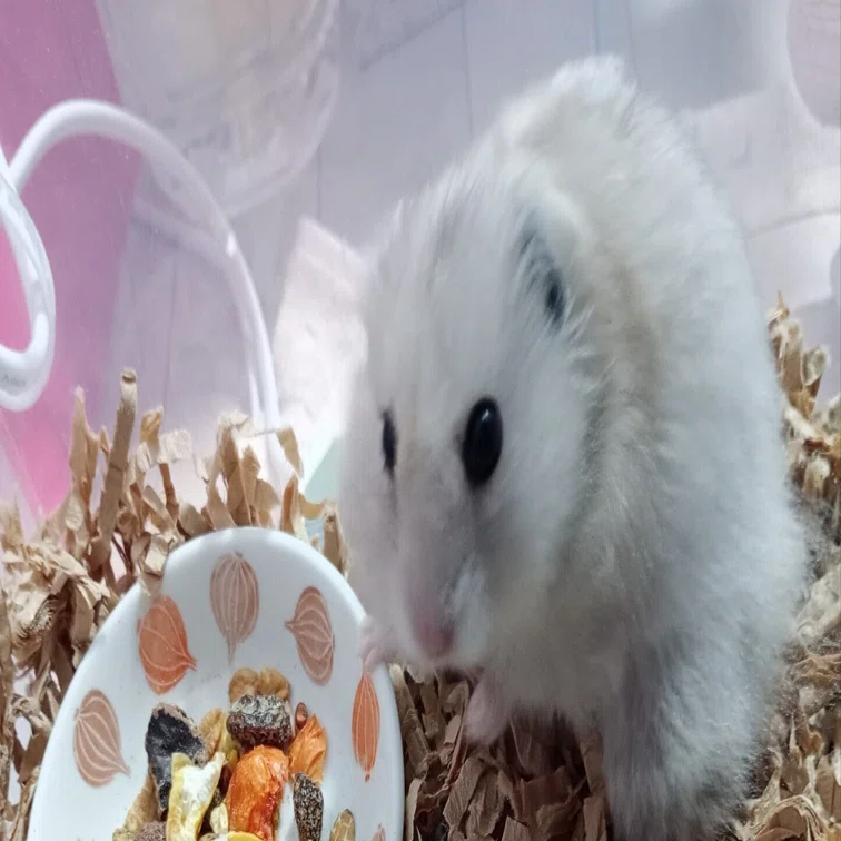 2年目の奇跡。シニアハムスターはなちゃんと歩む、穏やかな日常の整え