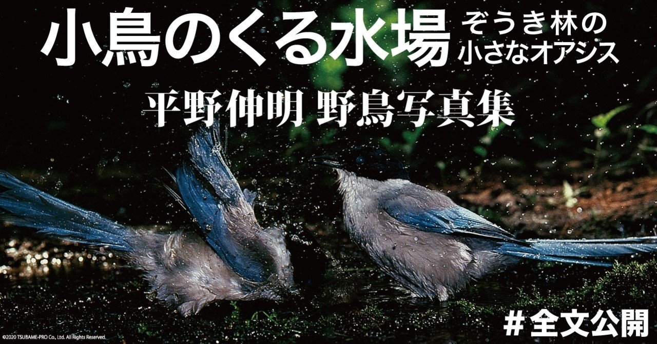 野鳥写真集 小鳥のくる水場 ぞうき林の小さなオアシス 最終回 全文公開チャレンジ 映像制作会社つばめプロ note