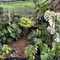 余白の植物|Still Green