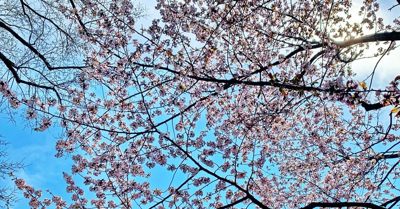 こんな時だから、観る目を養いたい。今年初の桜を観て思ったこと。