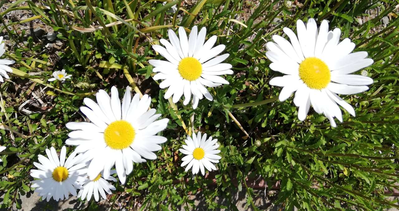 散歩に出ると マーガレットを編みたくなった やもりじゅんこ Note