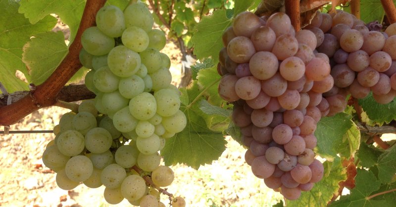 ブドウ品種とその特徴香を知るとワインがより面白くなる