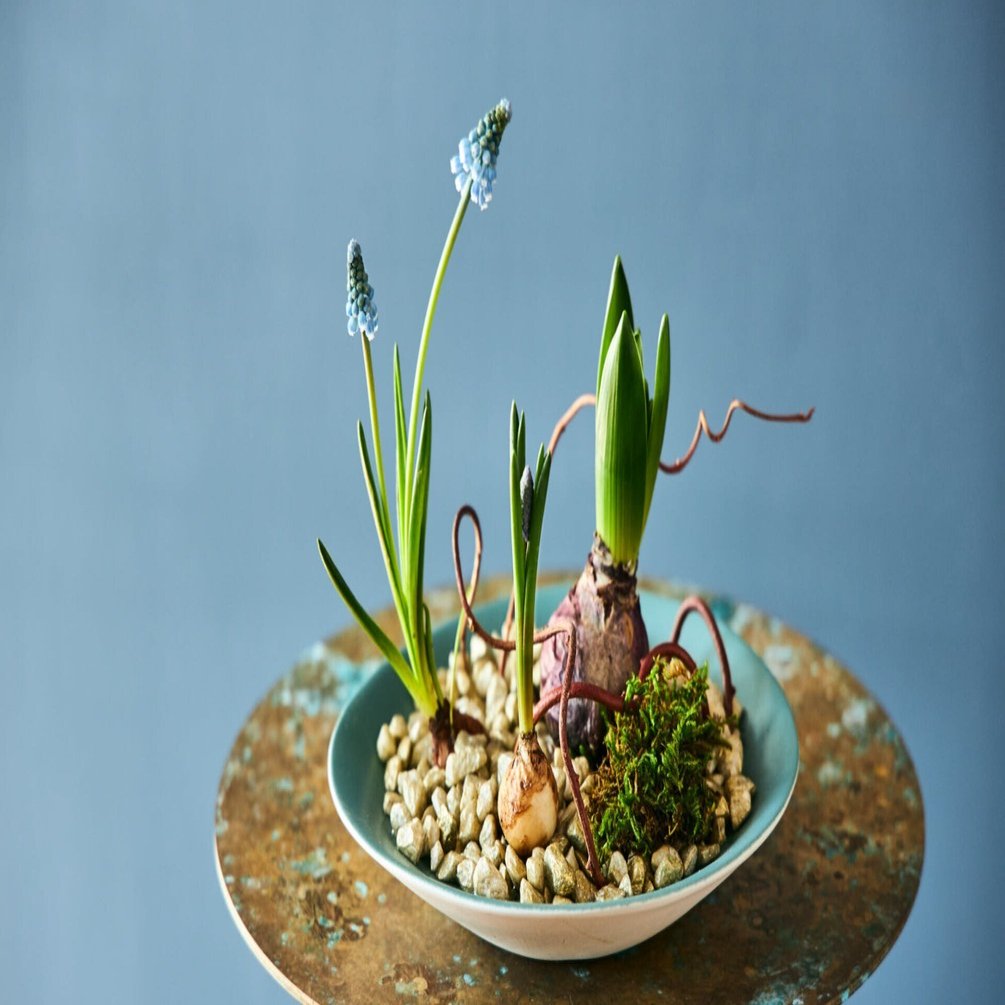 球根のある景色を楽しむ。春を迎える、5つのスタイリング｜FLOWER