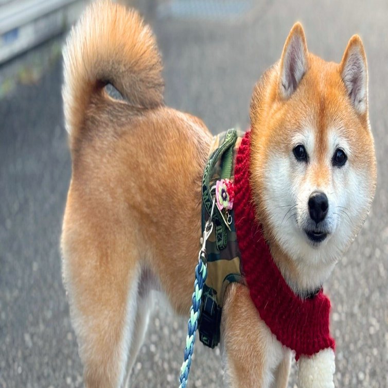 自己紹介｜豆柴コマル