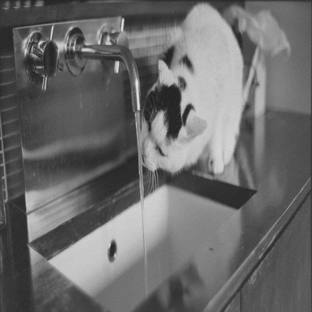 フィルムカメラとうちのねこ #36｜tabatak