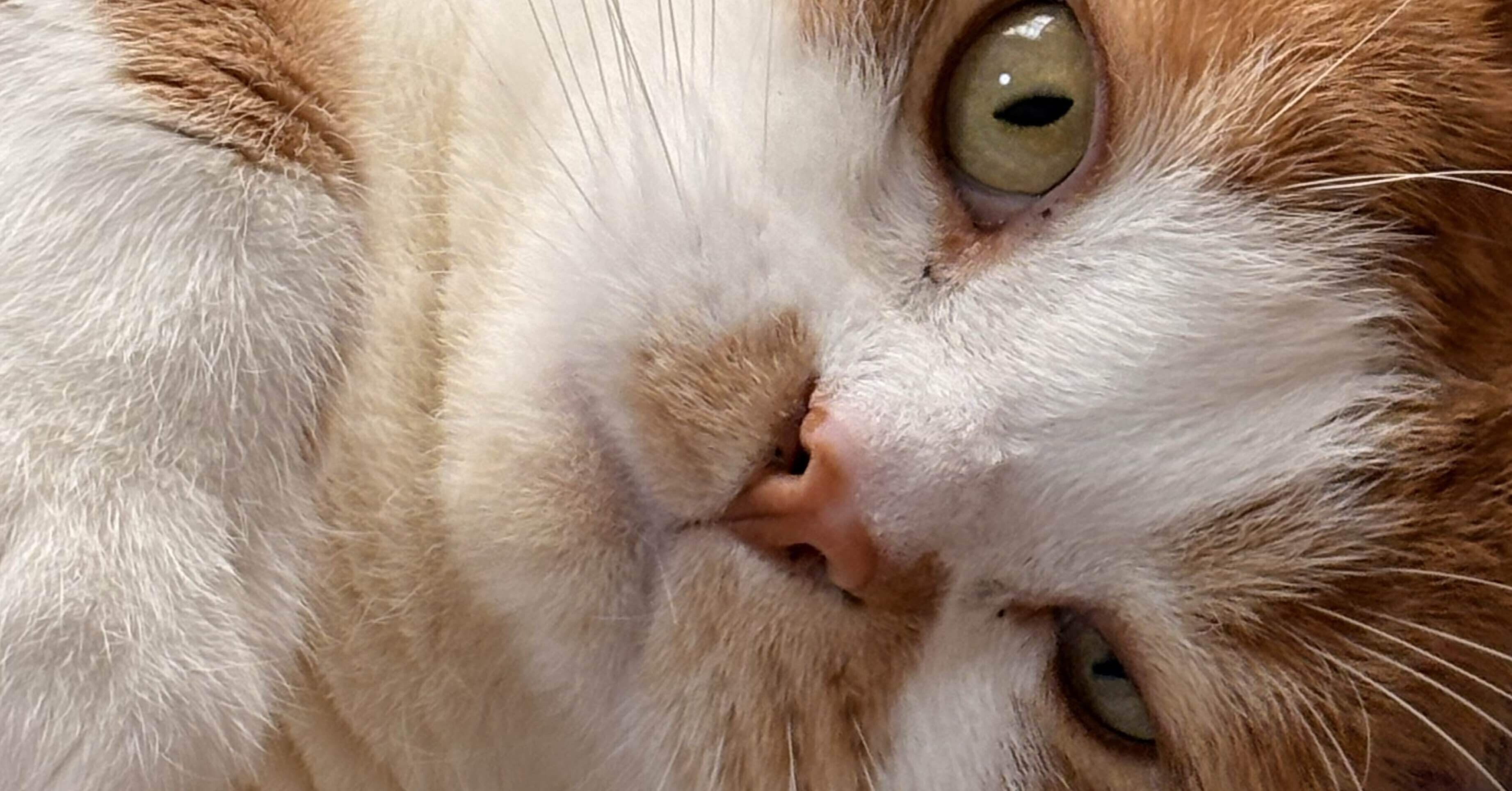 THE・猫ワールド｜ソラ