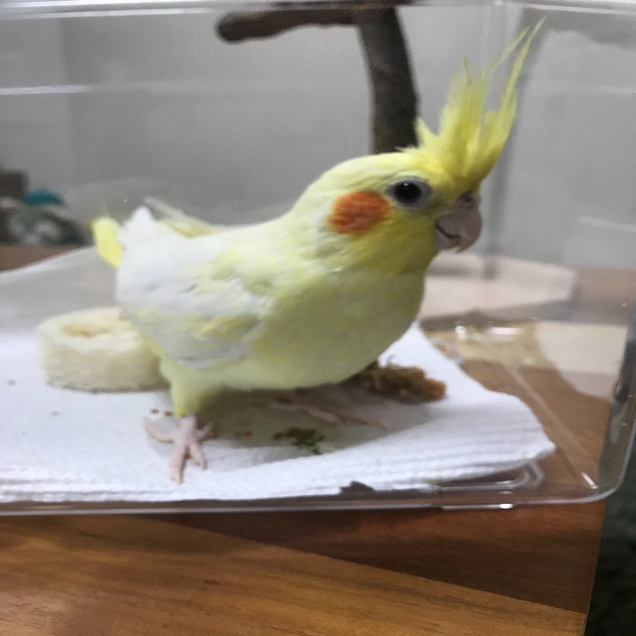 シャイなはずなのに大胆な行動をする 黄色くて白くてほっぺが赤い フワフワした彼女との暮らし やがわん リブセンス組織デザイン 採用 ときどきインコ Note