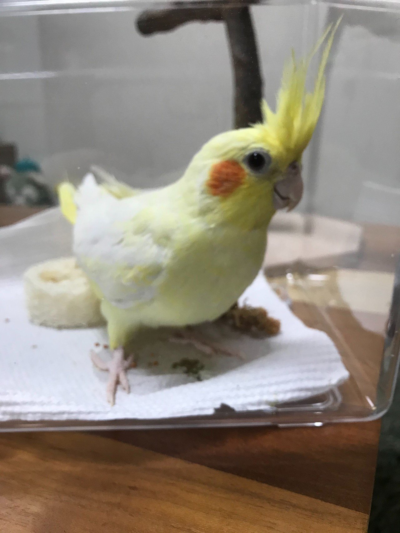 シャイなはずなのに大胆な行動をする 黄色くて白くてほっぺが赤い フワフワした彼女との暮らし やがわん リブセンス組織デザイン 採用 ときどきインコ Note シャイなはずなのに大胆な行動をする 黄色くて白くてほっぺが赤い フワフワした彼女との暮らし やがわん リブセンス組織デザイン 採用 ときどきインコ Note