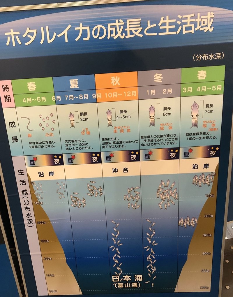 園館等訪問ルポ きときとかがやく 光は観えるか ほたるいかミュージアム 滑川漁港 富山県滑川市 おらんうーたんになりたい Note 園館等訪問ルポ きときとかがやく 光は観えるか ほたるいかミュージアム 滑川漁港 富山県滑川市 おらんうーたんになりたい Note