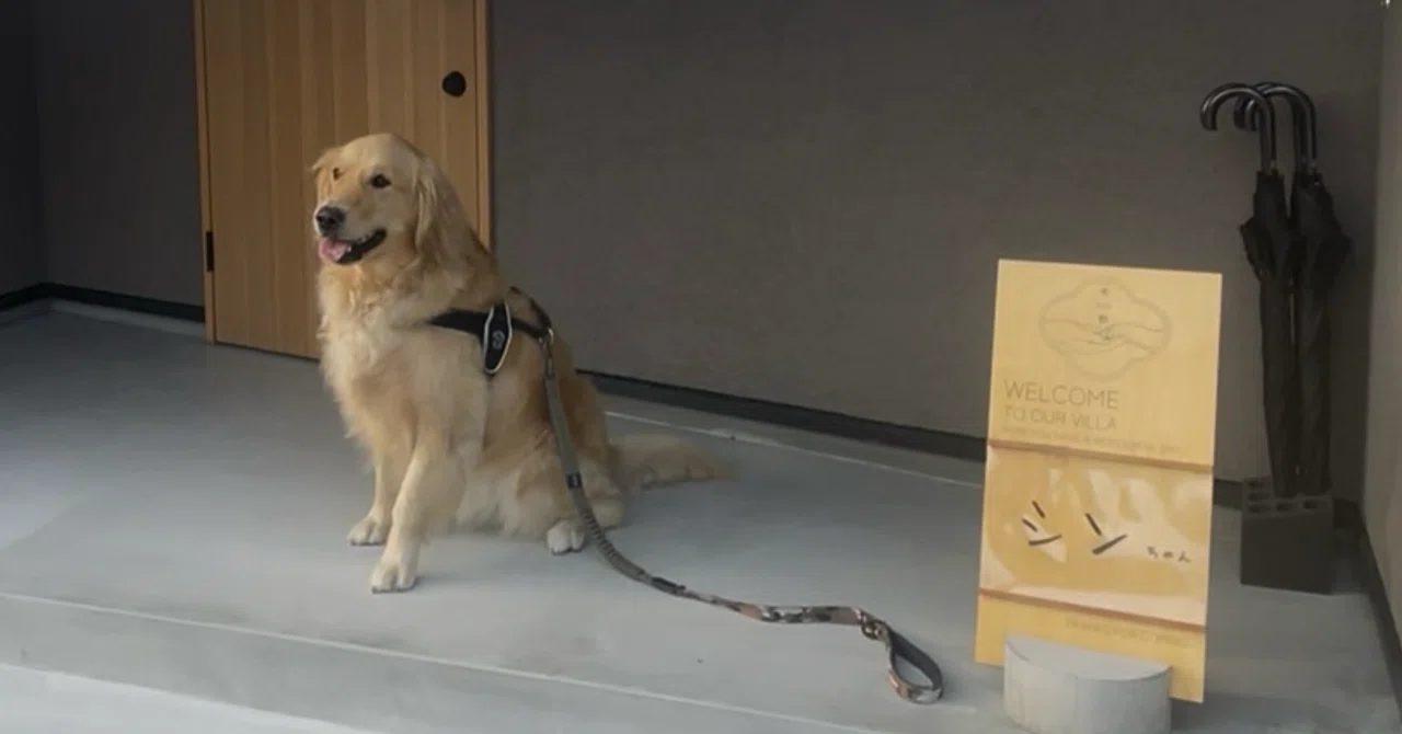 pet policy homestay