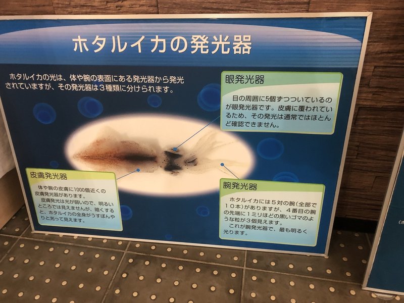 園館等訪問ルポ きときとかがやく 光は観えるか ほたるいかミュージアム 滑川漁港 富山県滑川市 おらんうーたんになりたい Note 園館等訪問ルポ きときとかがやく 光は観えるか ほたるいかミュージアム 滑川漁港 富山県滑川市 おらんうーたんになりたい Note