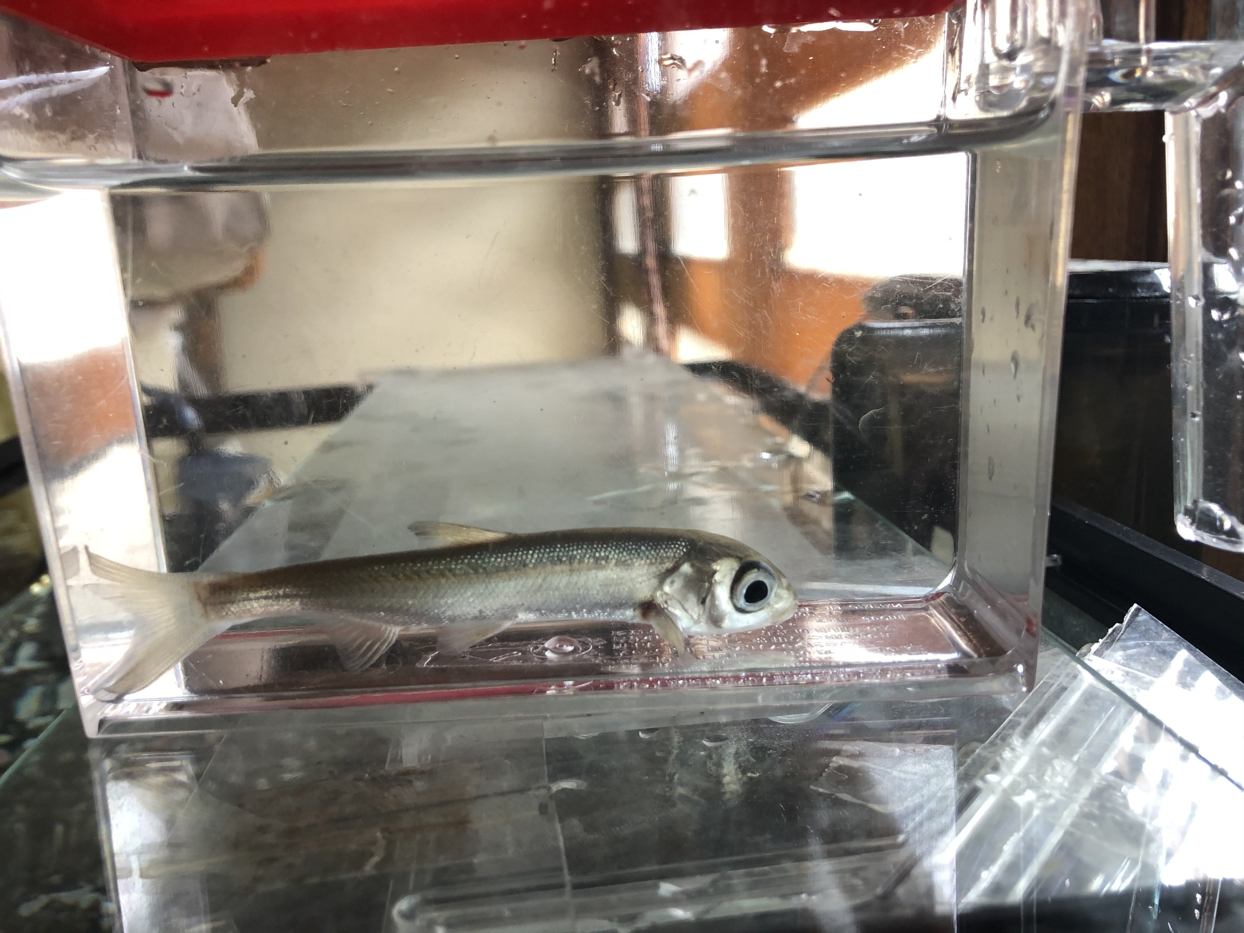 Gw初日 自分の部屋より先に魚のフィルターを掃除する 川霧糧kawagiri Kate Note Gw初日 自分の部屋より先に魚のフィルターを掃除する 川霧糧kawagiri Kate Note